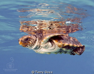 Baby turtle release! A baby loggerhead turtle (Caretta ca... by Terry Goss 